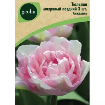 Тюльпан махровый поздний Анжелика 3 шт.