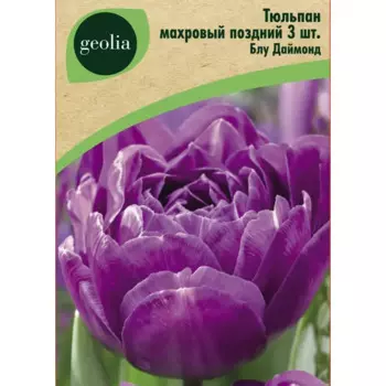 Тюльпан махровый поздний Блу Даймонд 3 шт.