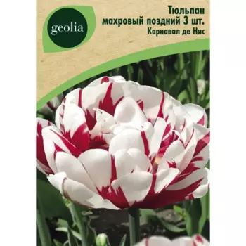 Тюльпан махровый поздний Карнавал де Нис 3 шт.