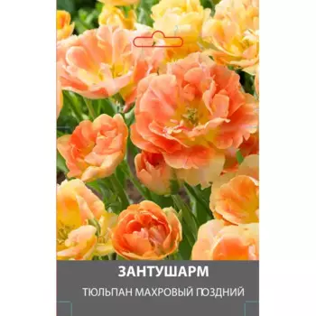 Тюльпан махровый поздний Занту Шарм луковицы 10