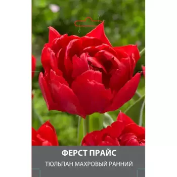 Тюльпан махровый ранний Ферст Прайс луковицы 10