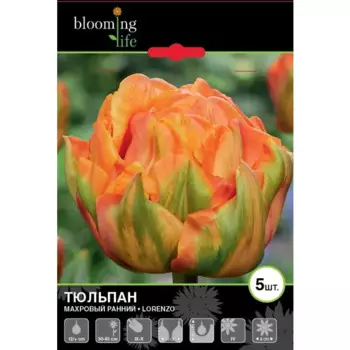 Тюльпан махровый ранний Лоренцо луковицы 12 5 шт