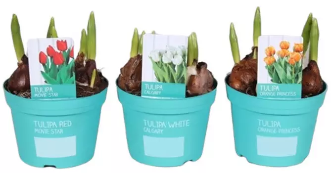 Тюльпан микс 12х15 см