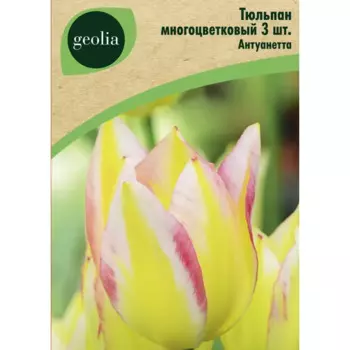 Тюльпан многоцветковый Антуанетта 3 шт.