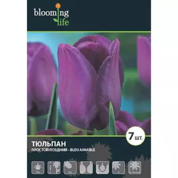 Тюльпан простой Блю Мэйбл луковицы 12 5 шт