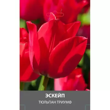 Тюльпан Триумф Эскейп луковицы 10/11