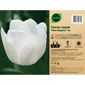 Тюльпан триумф Ройал Верджин