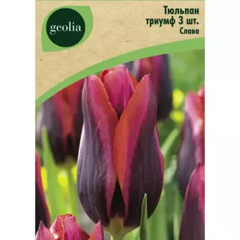Тюльпан триумф Слава 3 шт.