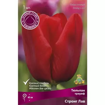 Тюльпан триумф Стронг Лав