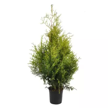 Туя Брабант 17 h55 см