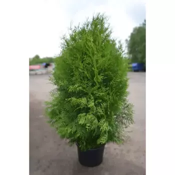 Туя Брабант 35 h200 - 225 см