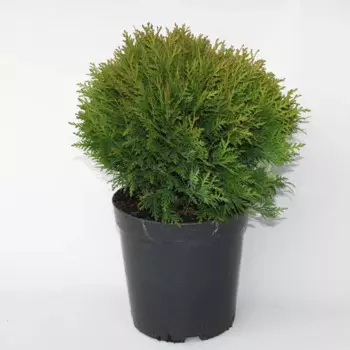 Туя Даника 15 h20 - 30 см