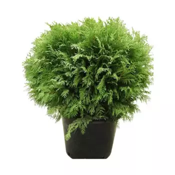 Туя Даника 15 h50 см