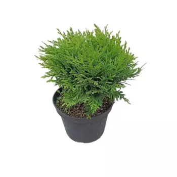 Туя Даника 19 h20 см