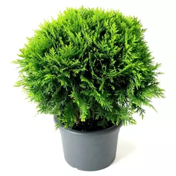 Туя Даника 19 h30 см