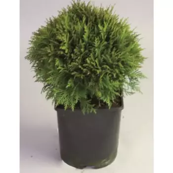 Туя Даника 20 h30 - 40 см