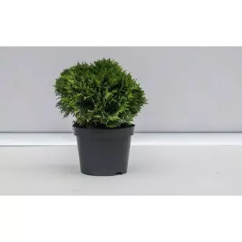 Туя Даника 22 h30 см