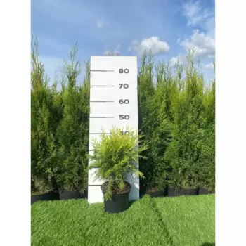 Туя Даника аурея 19 h20 - 40 см