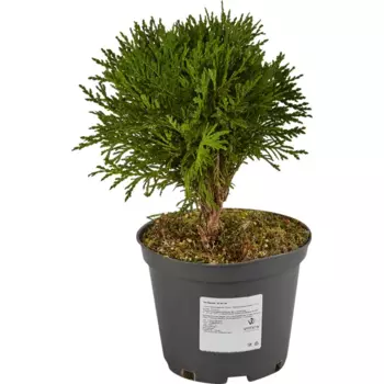 Туя Даника h20-40 см