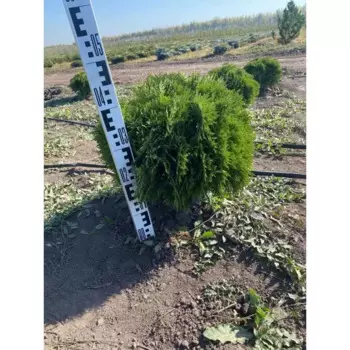 Туя Даника h40 - 50 см