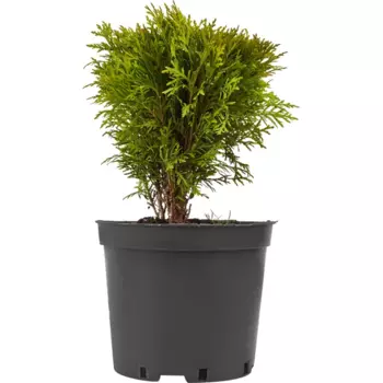 Туя Даника С5 h20-30 см