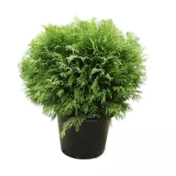 Туя Глобоза 19 h30 см