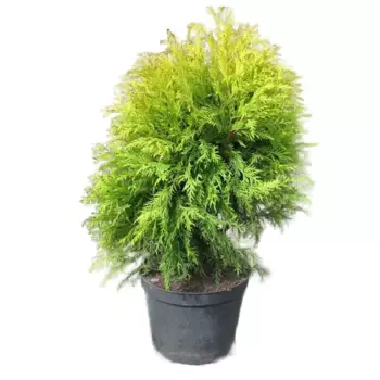 Туя Глобоза Ауреа 19 h40 см