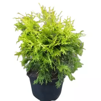 Туя Глобоза Ауреа 22 h60 см