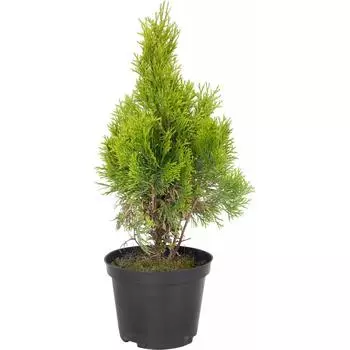 Туя «Голден Смарагд», западная