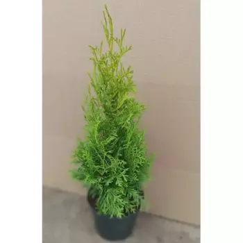 Туя Колумна 19 см h40-60 см