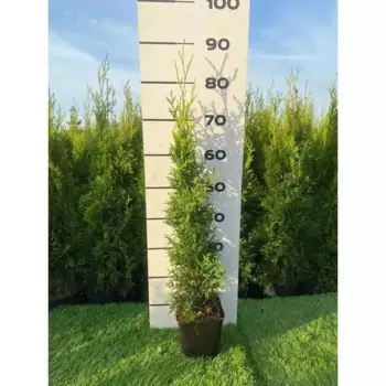Туя Колумна h60 - 80 см