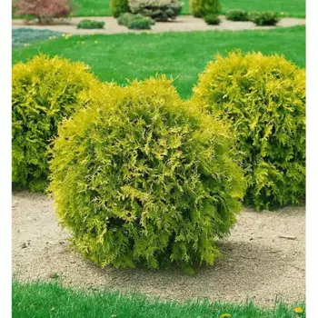 Туя Мирджам 20 h30 - 40 см