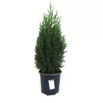 Туя, микс, 15-20x10 см, P9