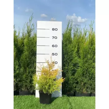 Туя Рейнголд 19 h20 - 40 см