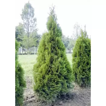 Туя складчатая Гельдерлэнд h60 см