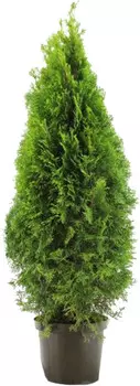 Туя «Смарагд» 23x90 см