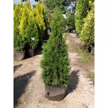 Туя Смарагд 30 h100 - 120 см