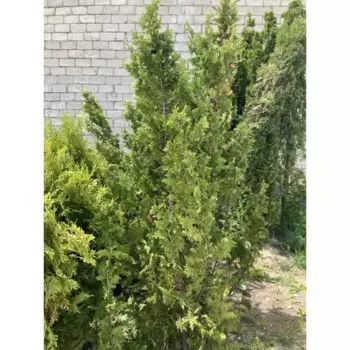 Туя Спиралис 7 h180 - 200 см