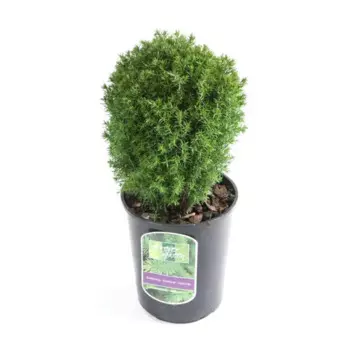 Туя Тедди 9 h15 см