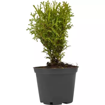 Туя Тини Тим h10-30 см