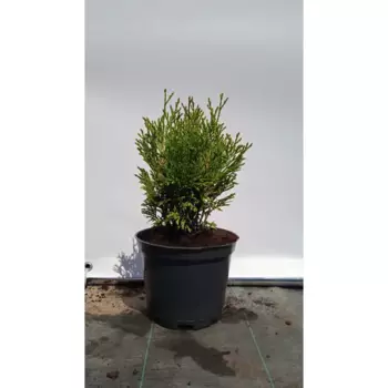 Туя Тип Топ h20-30 см