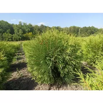 Туя Вудварди 60 h40 - 60 см