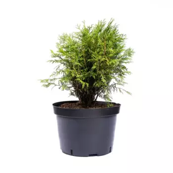 Туя Вудварди 9 h15 см