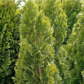 Туя запад Кубанский изумруд h50-80 С10