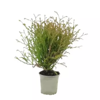 Туя западная Боулинг Болл 17 h20 - 25 см