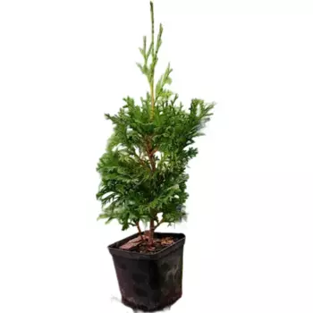 Туя западная Брабант 10.5 h15 см