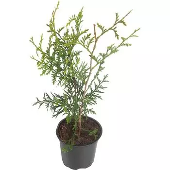 Туя западная «Брабант» 10x25 см