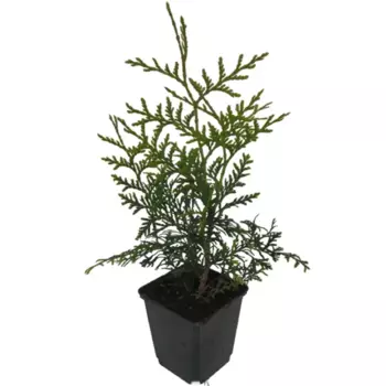 Туя западная Брабант 13 h15 см