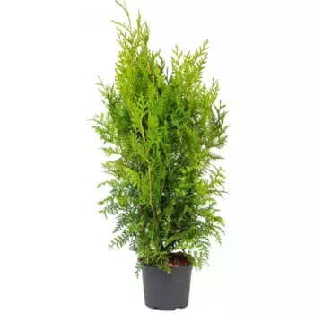 Туя западная Брабант 15 h60 см