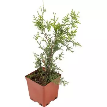Туя западная «Брабант» 15x30 см